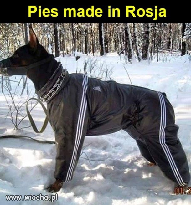 Markowa psina,