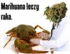 Potwierdzone info - legalizować! 