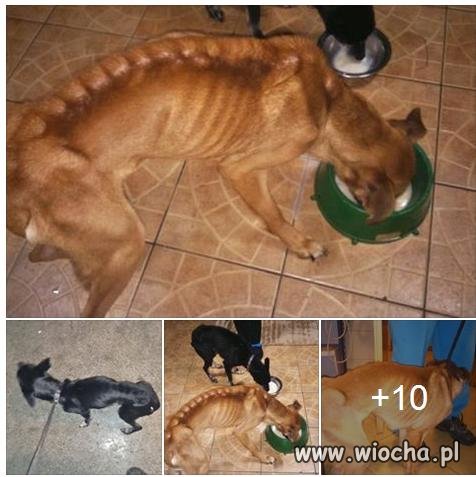 Zostawili psy i koty na 3 tygodnie.