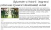 Sylwester wg imigrantów 