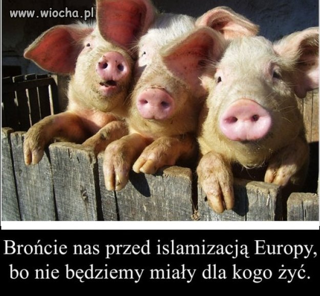Imigranci potrafią...