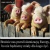 Imigranci potrafią...