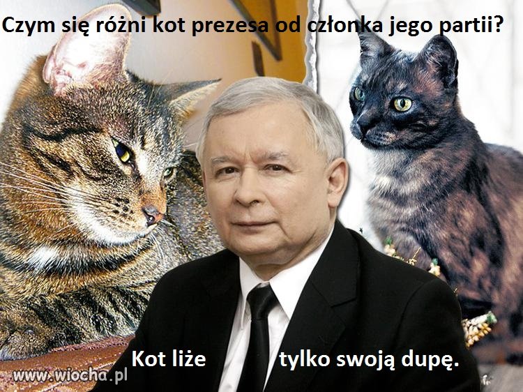 Prawdziwy członek