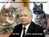 Prawdziwy członek