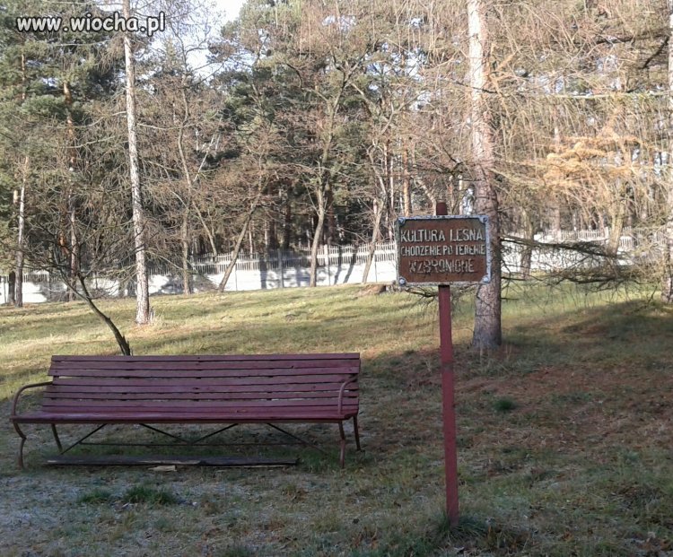 Ukochany Sosnowiec