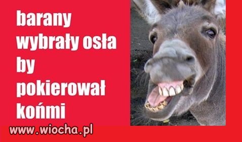 Barany wybrały osła by pokierował końmi