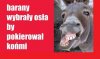 Barany wybrały osła by pokierował końmi