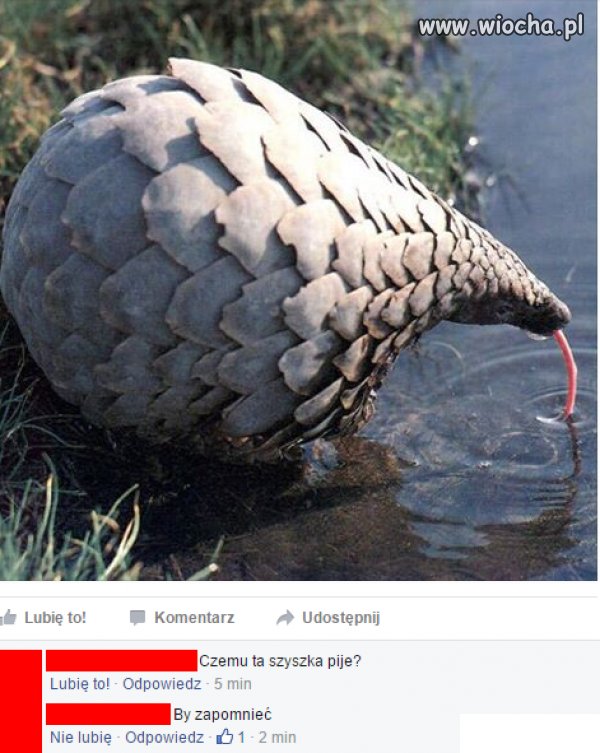 Czemu ta szyszka pije?