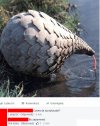 Czemu ta szyszka pije?