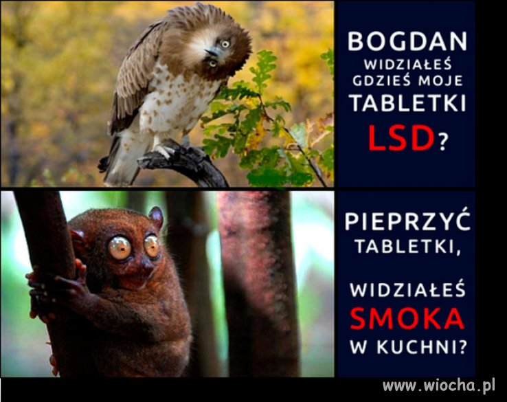Każdy czegoś szuka ...