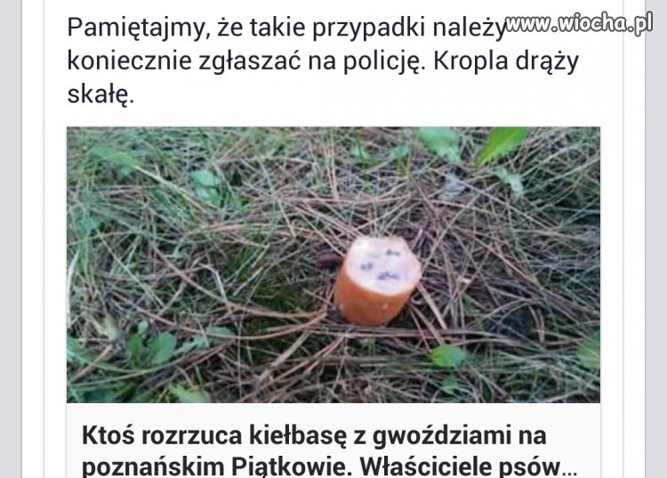 Obyś bydlaku pomylił kiełbasę w lodówce.