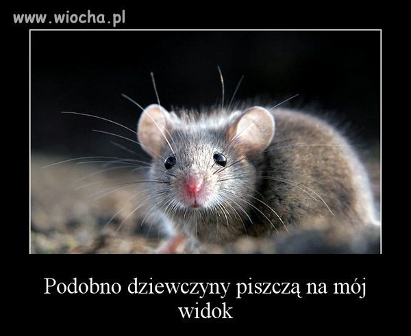 Dziewczyny piszczą