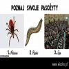 Korwin przypomina 