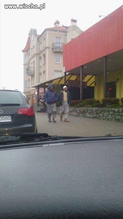 Bydło widziane w województwie warmińsko-mazurskim