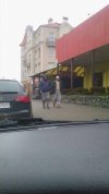 Bydło widziane w województwie warmińsko-mazurskim