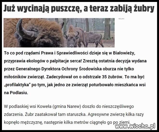 I co potem?jak wybijemy żubry?