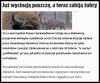 I co potem?jak wybijemy żubry?