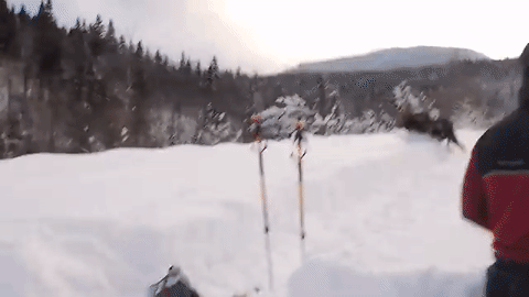 Niespodzianka na nartach