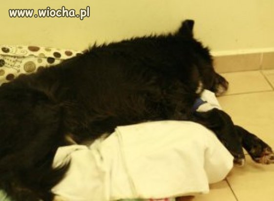 Zwyrodnialec powiesił psa za łapy