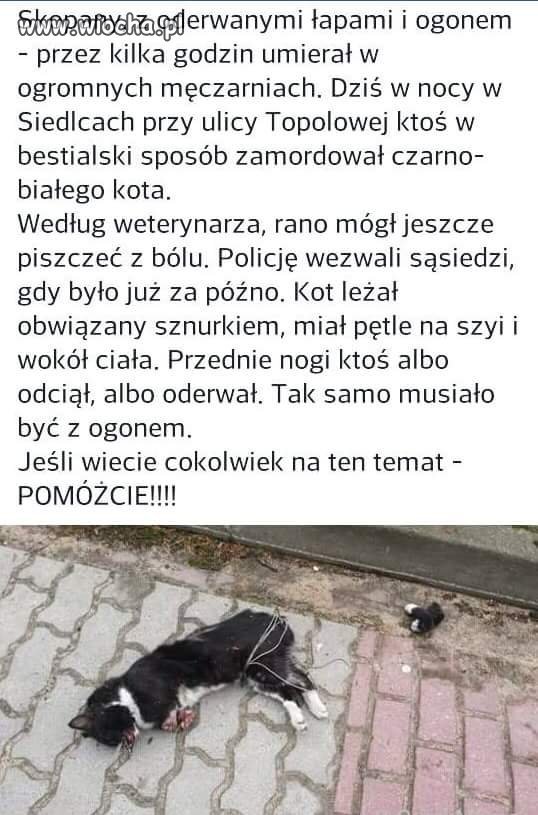 Zakatować kota