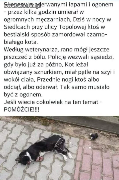 Zakatować kota