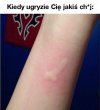 Całkiem ciekawy owad