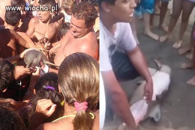 Turyści zabili delfina na plaży! 