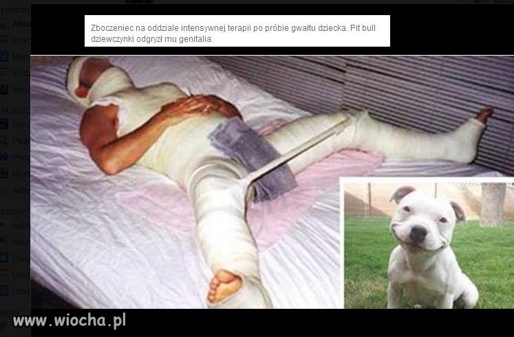 Próba gwałtu  na dziecku Pit Bull odgryzł mu jaja 
