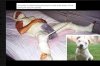 Próba gwałtu  na dziecku Pit Bull odgryzł mu jaja 