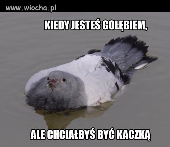 Gołąb