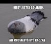 Gołąb