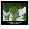 Odpowiedź na pytanie.
