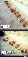 Teoria vs praktyka