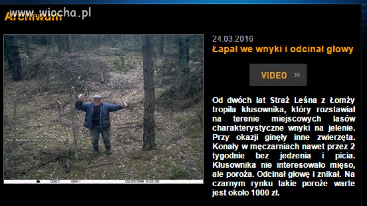 Takiego gnoja to tylko powiesić