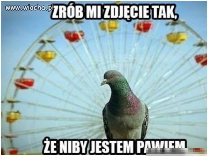 Niby paw