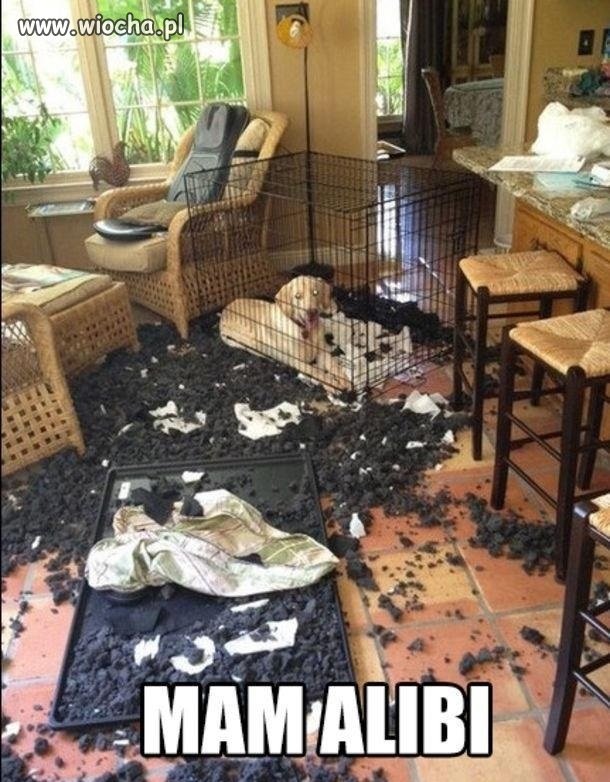 Alibi