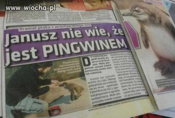 Dramat Janusza