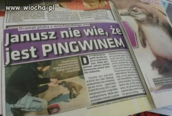 Dramat Janusza