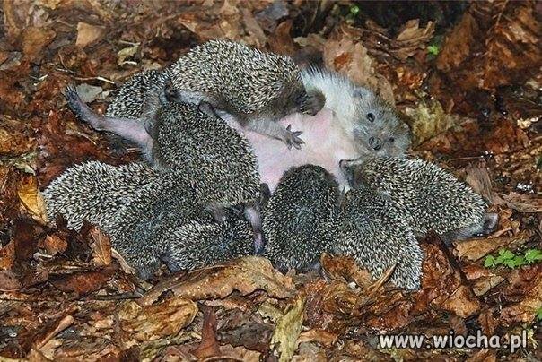Pora karmienia.