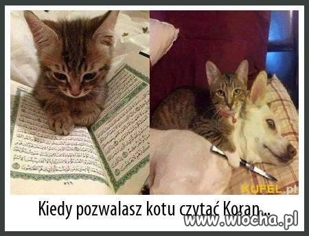 Kiedy pozwalasz kotu czytać koran