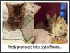 Kiedy pozwalasz kotu czytać koran