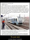 Bareja wiecznie żywy