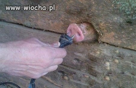 Nowe gniazda elektryczne dla migrantów