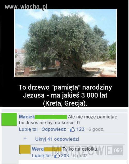 Kret vel osiołek