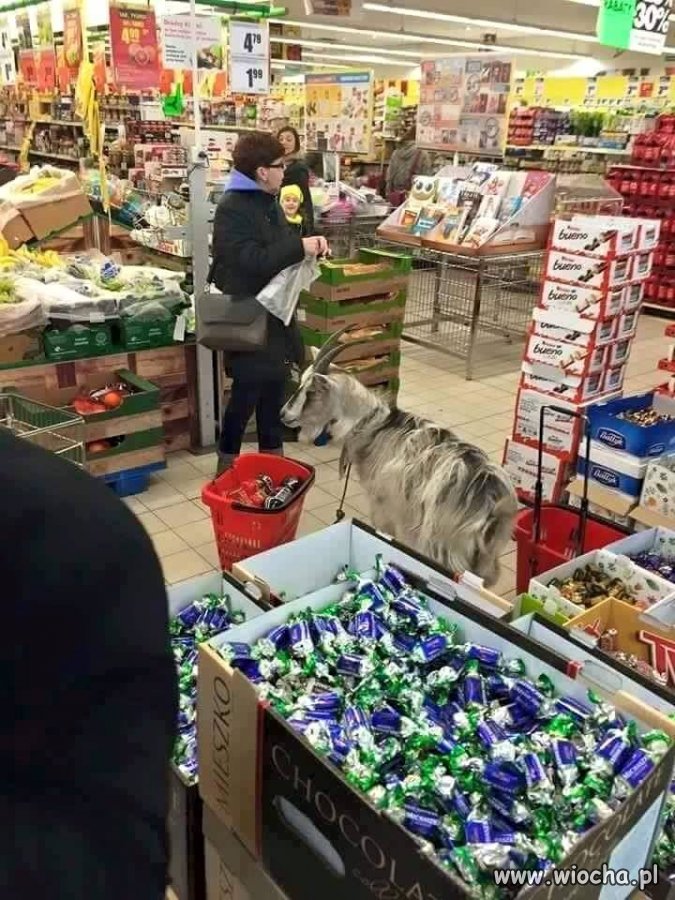 Z kozą w Biedronce ...
