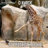 O kurde