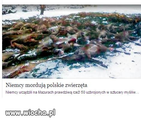 U siebie nie polują tylko nasze wybijają.