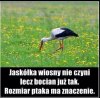 Jednak ma