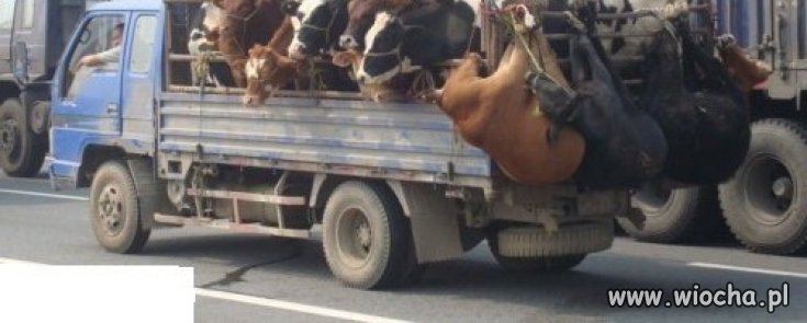 *Humanitarny* transport zwierząt
