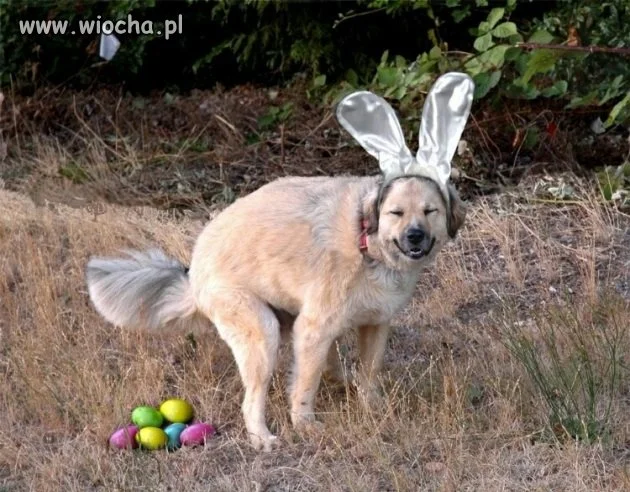 Wesołych świąt!